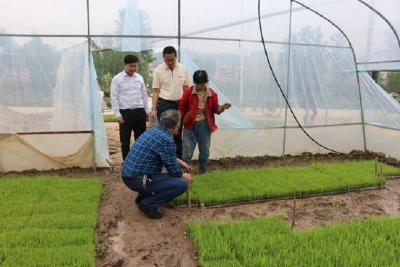 跟踪服务推动水稻全程机械化发展