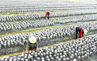 一碗老黄酒酿出诗和远方