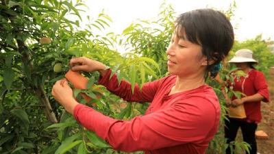 房县荒山变“金山银山”