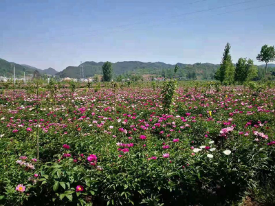 军店镇：产业“抱团”亮出“我为群众办实事”成绩单