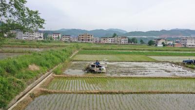 房县：机械插秧种稻忙