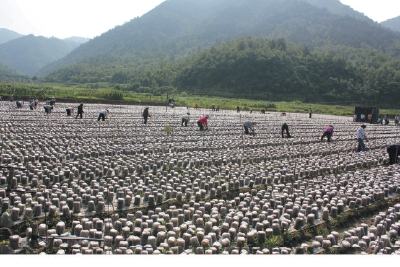 千里沃野竞丰饶 ——房县聚力农业发展加快乡村振兴走笔