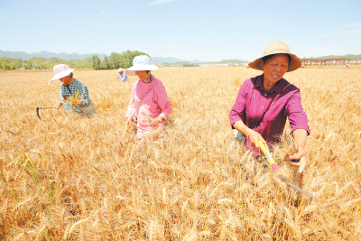 育小麦良种促丰产增收