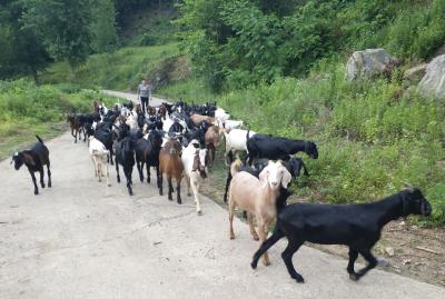 养起“致富羊” 走上小康路