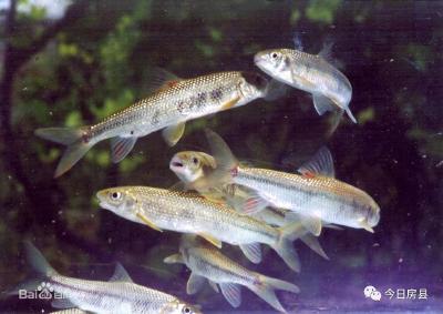 瞭望·治国理政纪事｜坚定推进长江“十年禁渔”