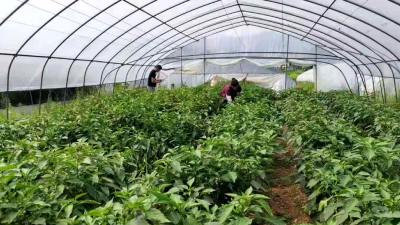 县公检中心组织开展第二季度农产品质量例行监测工作