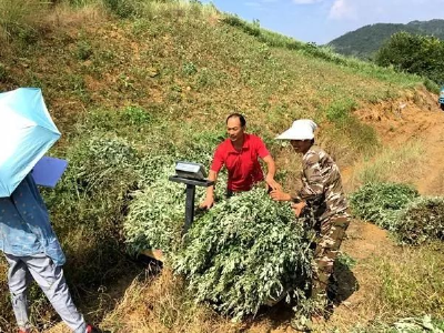 尹吉甫镇：千亩艾草助农致富