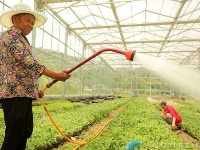 湖北房县：节水蔬菜敲开农民增收“大门”