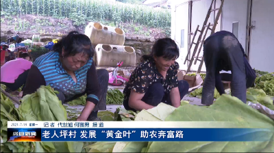 老人坪村 发展“黄金叶”助农奔富路