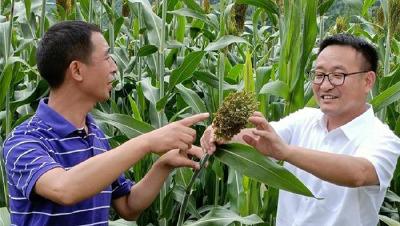 房县“专家+飞机”打响农作物病虫防控攻坚战