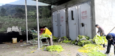 白鹤镇东浪村：烟叶大丰收  烟农笑颜开