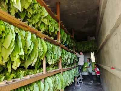 上龛乡  烟叶开烤 全力助农增收