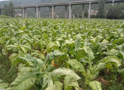 土城镇：产业短平快 村民乐开怀