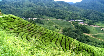 【党旗飘飘】沙河乡白沙河村党支部：勇做灯塔 照亮群众致富路