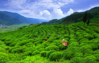 窑淮镇“三驾马车”推动美丽乡村建设