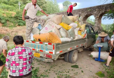 白鹤镇赤岩村：小小银杏叶成群众“致富叶” 
