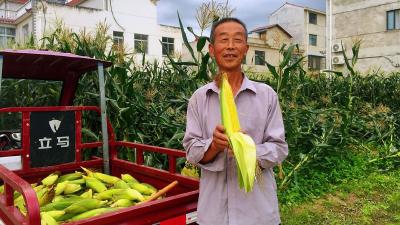【记者走基层】红塔镇六谷村：丰收时节农户忙