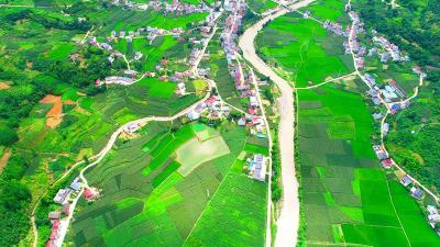 中坝乡2500亩高粱长势喜人