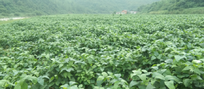 房县农业农村局：青峰镇茶园管理创出新模式