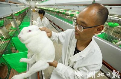 房县年均外销百万只肉兔