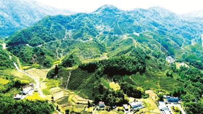 房县梯次培育茶企龙头