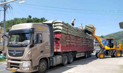 房县姚坪乡：银杏叶铺就小康路