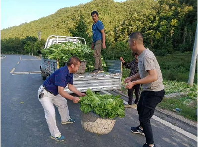  野人谷镇三座庵村：高山蔬菜效益好 乡村振兴产业旺