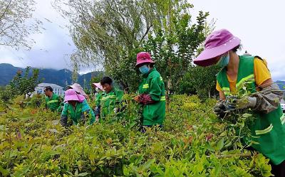 市政园林忙除草 优化环境美化城 