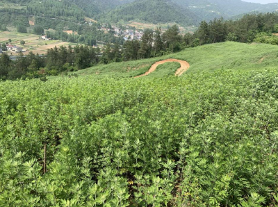 尹吉甫镇：小小艾叶撑起致富大产业