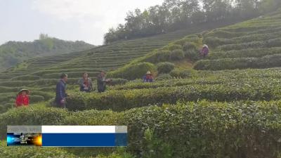 窑淮镇：“党建 产业”模式助力茶业产业发展