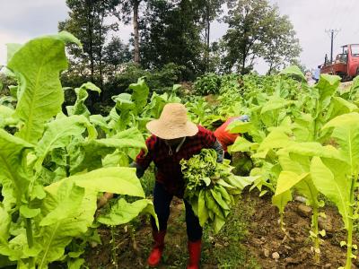 青峰镇 ：烟叶丰收 绿叶变金叶