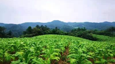 窑淮镇烟叶喜获丰收