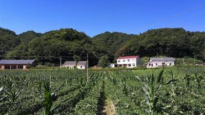 野人谷镇近百亩辣椒喜获丰收