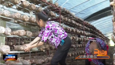 千家坪村：发展香菇栽培　带动村民增收
