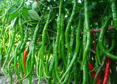 【记者走基层】千家坪村：辣椒丰收 村民增收