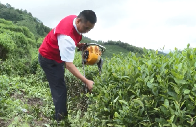县农业局：农技传授志愿服务队 茶叶基地助农忙