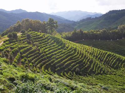 做优精深加工 共创区域品牌 房县梯次培育茶叶龙头企业