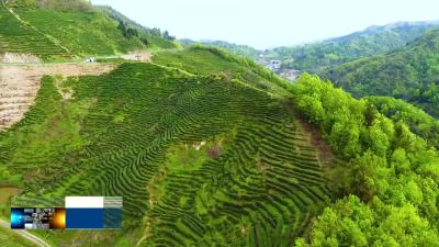 我县积极推进茶旅融合发展