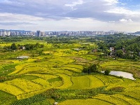 丰收时节