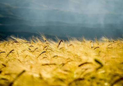 今日秋分，丰年话家乡，谷麦满仓