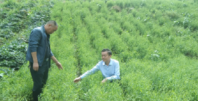 房县农业农村局：标准化种植提升中药材生产效益