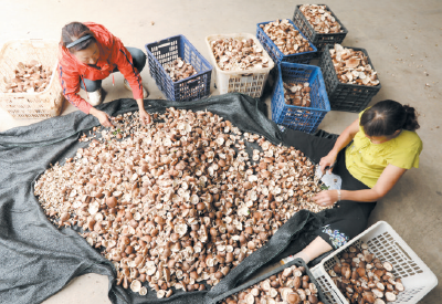 发展特色产业 助农增收致富