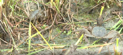 “蟹”逅大丰收  蟹农乐开花