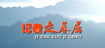 【记者走基层】红塔镇潮汪村：绞股蓝叶子迎来采摘季