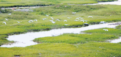 生态优良 鸟类天堂