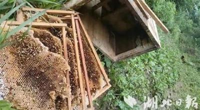 上龛乡崖蜜飘香引来“熊出没”