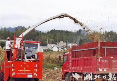 房县废弃秸秆成牛羊“营养罐头”