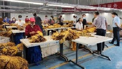 中坝乡：金黄烟叶喜丰收