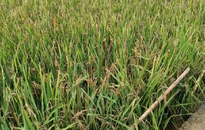 百姓稻谷减产心里慌，政府积极响应追补偿