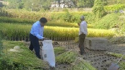 门古寺镇：“三个强化”严把秸秆“禁烧关”